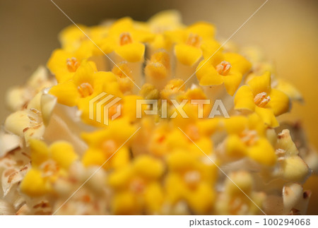 A close-up shot of the bright spherical yellow flower heads of Mitsumata (using a macro lens) 100294068