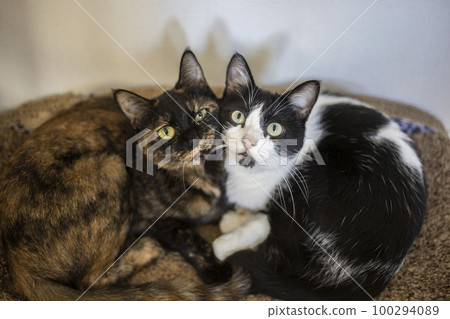 兩隻友善的貓 100294089