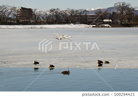 高松池塘的野鳥 高松池塘的野鳥 100294421