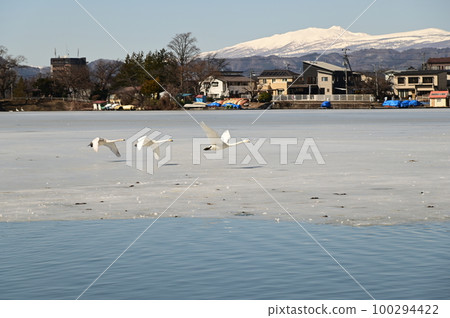 高松池塘的野鳥 高松池塘的野鳥 100294422