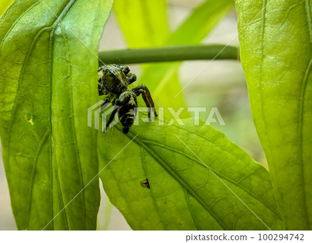 Hasarius adansoni, known commonly as Adanson's house jumper,is a species of jumping spider common and associated with people in most of the warmer parts of the world. Hasarius adansoni, known commonly as Adanson's house jumper,is a species of jumping spider common and associated with people in most of the warmer parts of the world. 100294742
