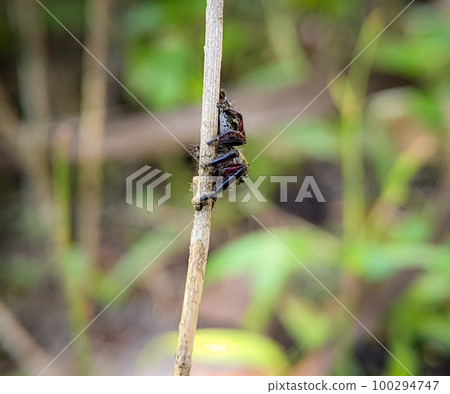 Hasarius adansoni, known commonly as Adanson's house jumper,is a species of jumping spider common and associated with people in most of the warmer parts of the world. Hasarius adansoni, known commonly as Adanson's house jumper,is a species of jumping spider common and associated with people in most of the warmer parts of the world. 100294747