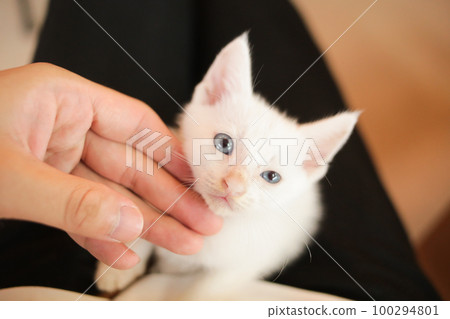 白色小貓 100294801