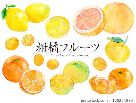Citrus fruit watercolor illustration 100294889