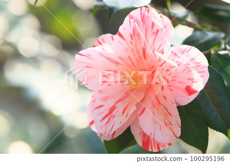 Large camellia Camellia flower 100295196