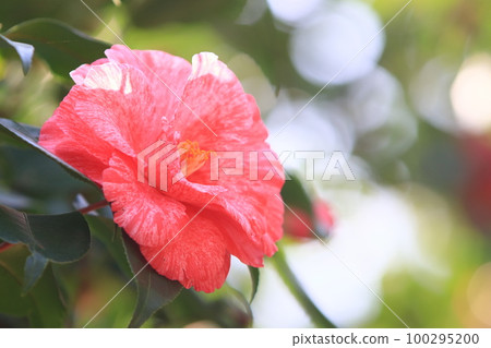 大山茶花山茶花 100295200