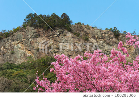 富山和早開的櫻花 岐阜縣川邊町 100295306