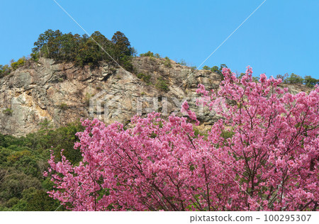 Tomiyama and early-blooming cherry blossoms Kawabe Town, Gifu Prefecture Tomiyama and early-blooming cherry blossoms Kawabe Town, Gifu Prefecture 100295307