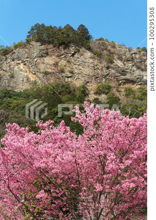 Tomiyama and early-blooming cherry blossoms Kawabe Town, Gifu Prefecture 100295308
