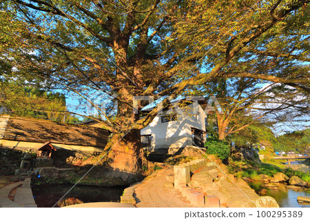 Zelkova water source 100295389