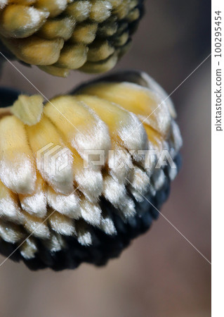 Large winter buds of Mitsumata, which is famous as a raw material for Japanese paper. Close-up macro close-up photography with shining downy hair under fine weather 100295454