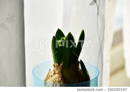 Swollen hyacinth buds Swollen hyacinth buds 100295547