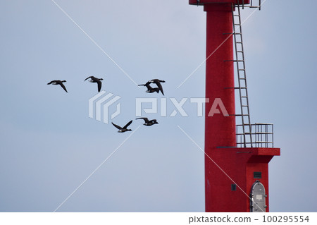 Brent goose passing by the lighthouse Brent goose passing by the lighthouse 100295554