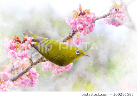 Pink Kawazu cherry blossoms and whitetail 100295595