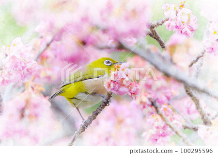 Pink Kawazu cherry blossoms and whitetail 100295596