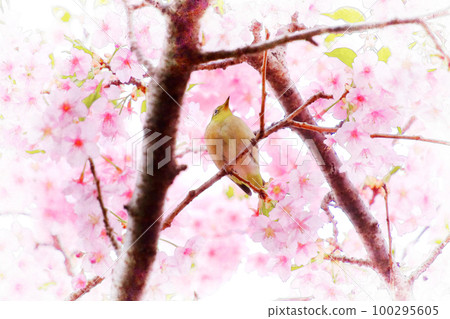 Pink Kawazu cherry blossoms and whitetail 100295605