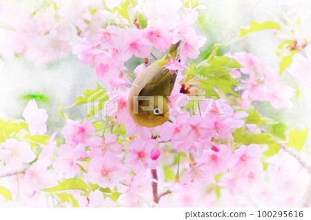 Pink Kawazu cherry blossoms and whitetail 100295616