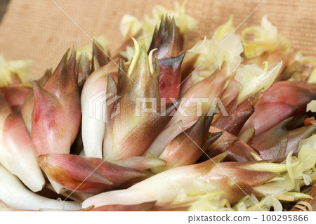 Ears of freshly harvested myoga ginger in a colander. Ears of freshly harvested myoga ginger in a colander. 100295866