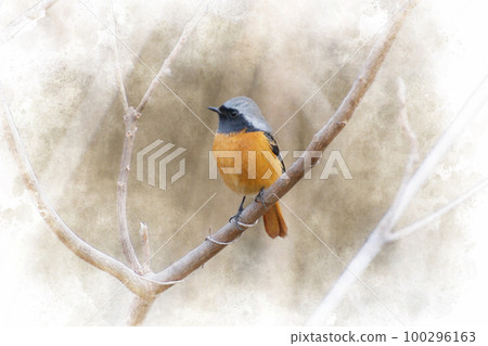 Migratory redstart male Migratory redstart male 100296163