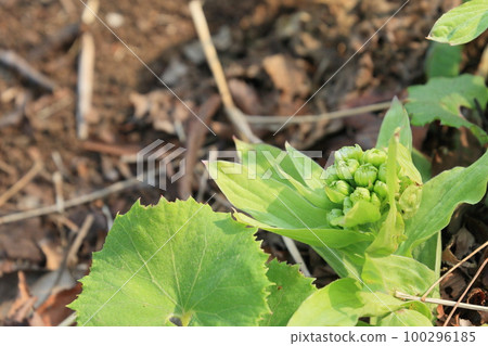 Fukinotou 蜂斗菜芽、蜂斗菜芽可食用野生植物 100296185