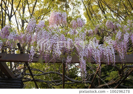 堤防之丘公園綜合公園 紫藤台 富士紫藤 堤防之丘公園綜合公園 紫藤台 富士紫藤 100296278
