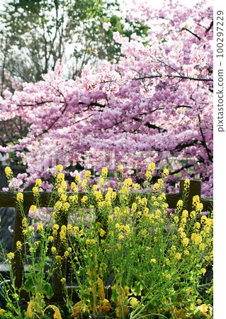 Kawazu cherry blossoms and rape blossoms at Yodo Channel, Kyoto Kawazu cherry blossoms and rape blossoms at Yodo Channel, Kyoto 100297229