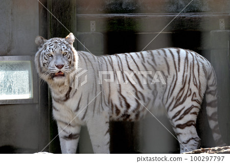 White Tiger   100297797