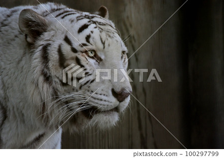 White Tiger   100297799
