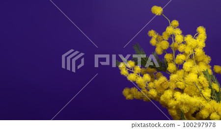 Acacia dealbata, silver wattle or mimosa flowers 100297978