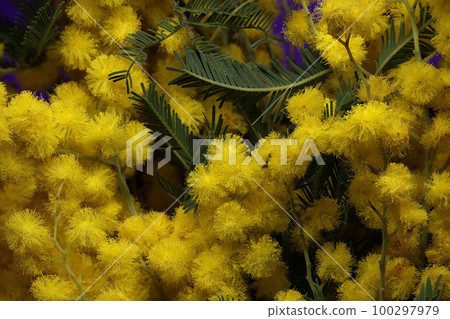 Mimosa flowers bunch, yellow fluffy balls and leaves 100297979