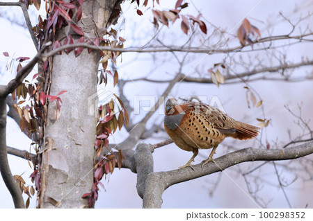 Feather perched on a tree 100298352