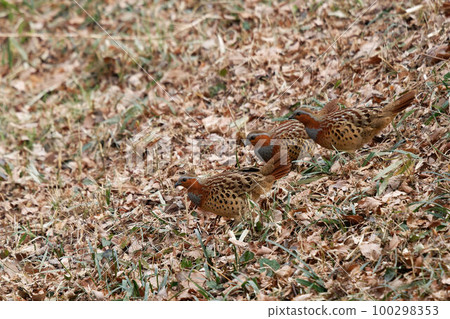 Three reddish-birds moving on fallen leaves 100298353