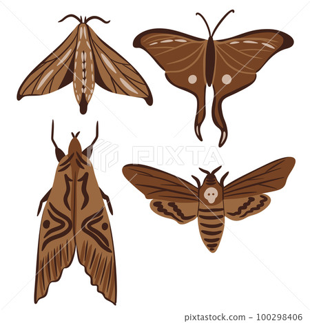 Hand drawn illustration of butterfly moth insect in beige brown colors. Nature species arthropod, minimalist style, earth tone drawing, garden forest animal, trendy decor element, neutral faded print. 100298406