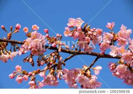 Kawazu cherry tree and blue sky 100298636