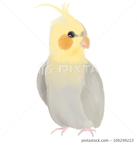 玄鳳鸚鵡 100299223