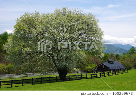 Yamanashi in full bloom at Makiba Park 100299678