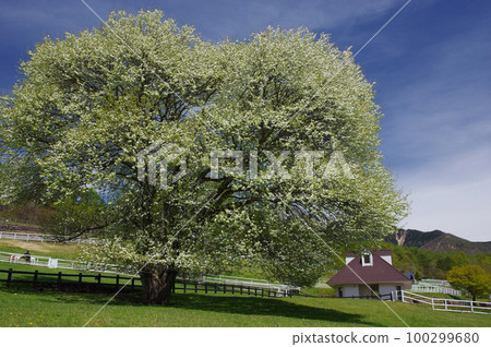 Yamanashi in full bloom at Makiba Park Yamanashi in full bloom at Makiba Park 100299680