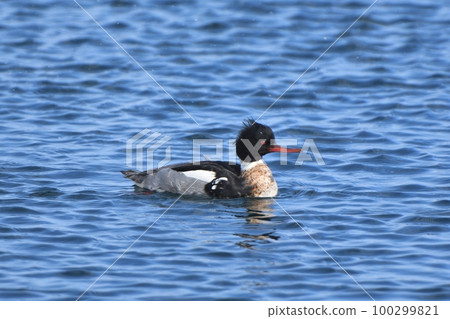 Sea mermaid floating in Rausu Port in winter Sea mermaid floating in Rausu Port in winter 100299821