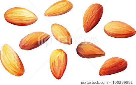 Scattered almonds watercolor style vector illustration set Scattered almonds watercolor style vector illustration set 100299891