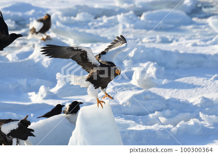 Steller's sea eagle taking off from drift ice off Shiretoko Rausu, Hokkaido Steller's sea eagle taking off from drift ice off Shiretoko Rausu, Hokkaido 100300364
