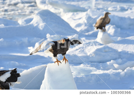 從北海道羅臼知床附近的流冰起飛的虎頭海雕 從北海道羅臼知床附近的流冰起飛的虎頭海雕 100300366