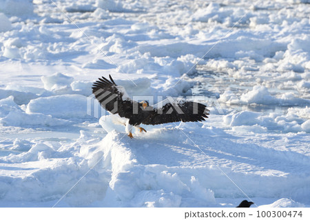 A Steller's sea eagle landing on drift ice off the coast of Rausu, Shiretoko, Hokkaido A Steller's sea eagle landing on drift ice off the coast of Rausu, Shiretoko, Hokkaido 100300474