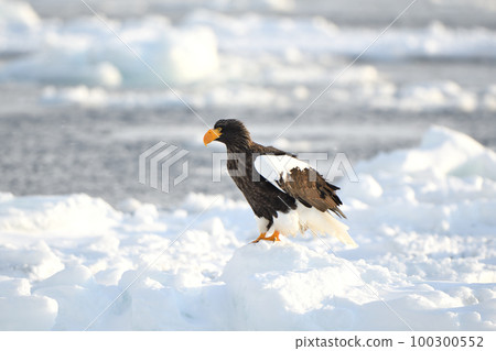 北海道羅臼知床附近的流冰上站立的虎頭海雕 100300552