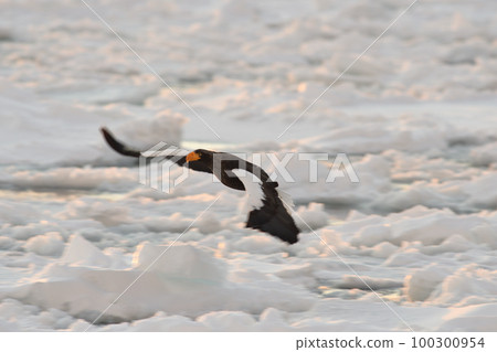 Steller's sea eagle flying over drift ice off Shiretoko Rausu, Hokkaido 100300954