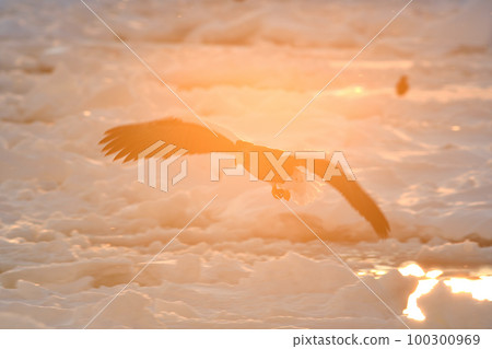 Steller's sea eagle flying over drift ice off Shiretoko Rausu, Hokkaido 100300969