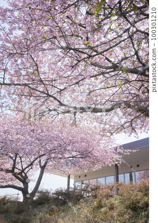 Scenery with Kawazu cherry blossoms 100301210