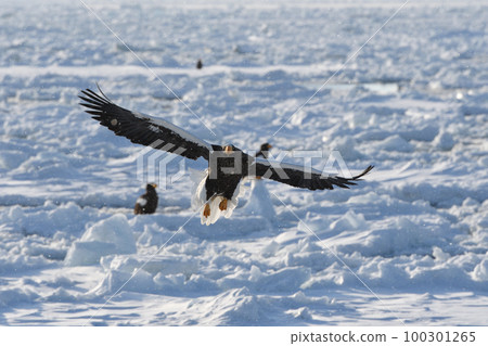 Steller's sea eagle flying over drift ice off Shiretoko Rausu, Hokkaido Steller's sea eagle flying over drift ice off Shiretoko Rausu, Hokkaido 100301265