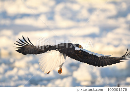 Steller's sea eagle flying over drift ice off Shiretoko Rausu, Hokkaido Steller's sea eagle flying over drift ice off Shiretoko Rausu, Hokkaido 100301276
