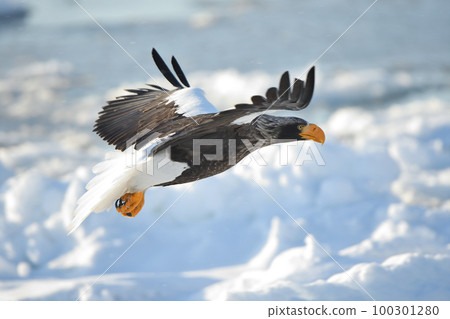 Steller's sea eagle flying over drift ice off Shiretoko Rausu, Hokkaido 100301280