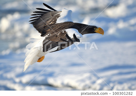 Steller's sea eagle flying over drift ice off Shiretoko Rausu, Hokkaido Steller's sea eagle flying over drift ice off Shiretoko Rausu, Hokkaido 100301282